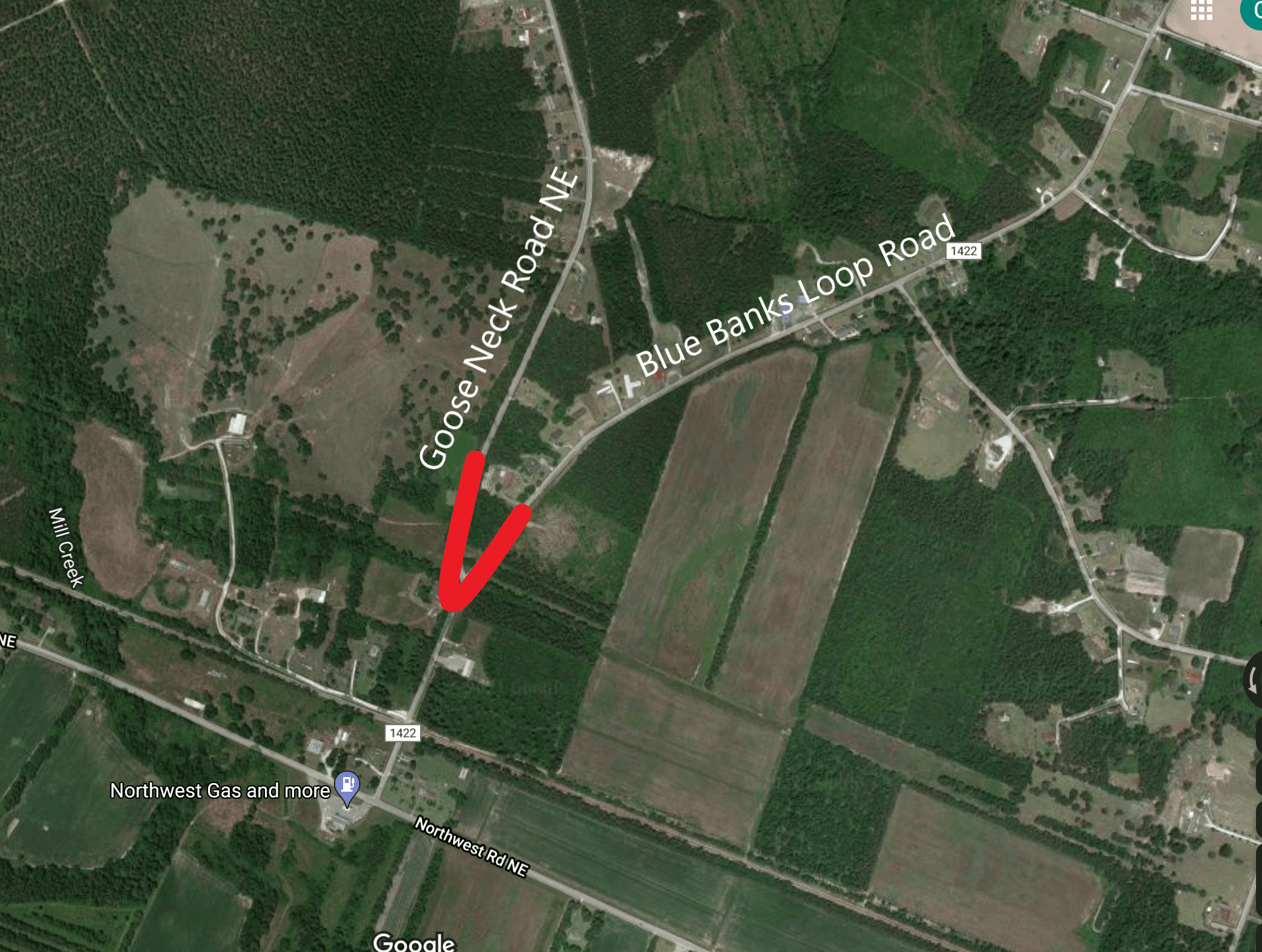 Goose-Neck-Blue-Banks